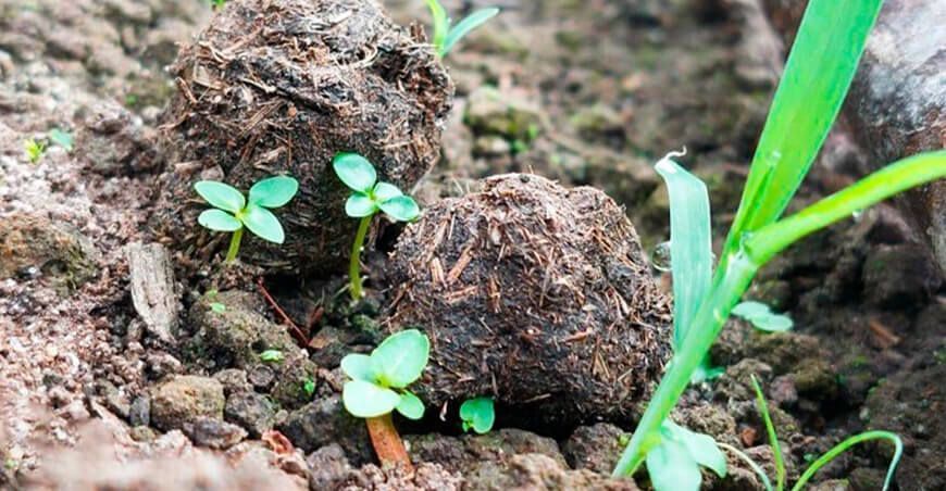 Minam empleará “bolitas reforestadoras” para recuperar zonas afectadas por incendios forestales