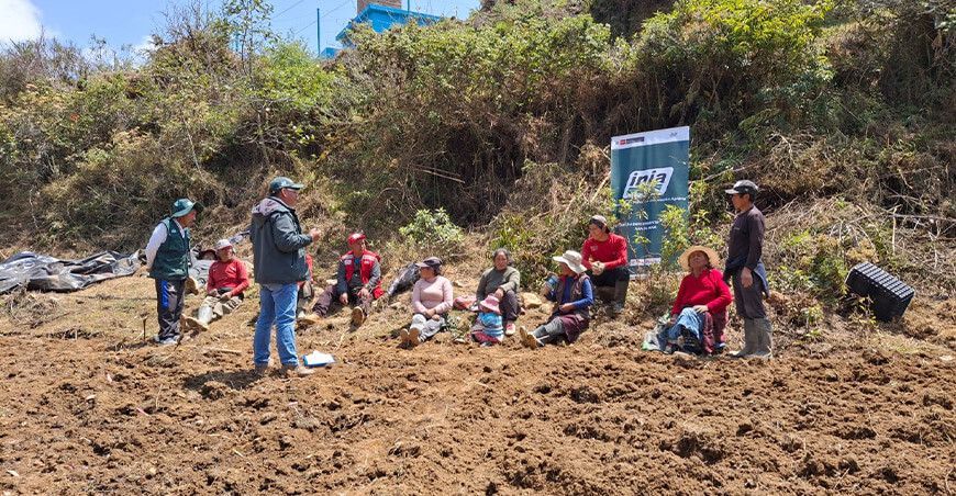 INIA instaló parcela demostrativa de papa de alta calidad en Huancamanta Junín Perú