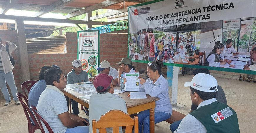 Asistencia Técnica Clínicas de Plantas productores San Martín INIA Perú