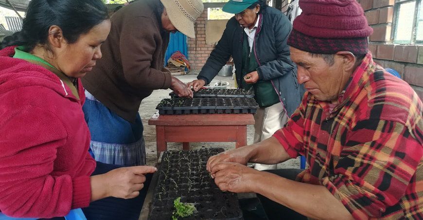 INIA instaló parcela demostrativa de papa de alta calidad en Huancamanta Junín Perú