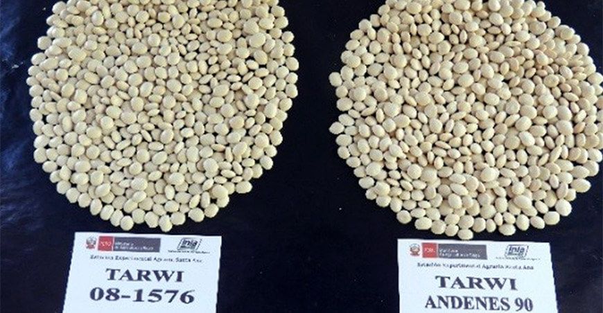variedad de Tarwi INIA 445 Masacanchino Perú
