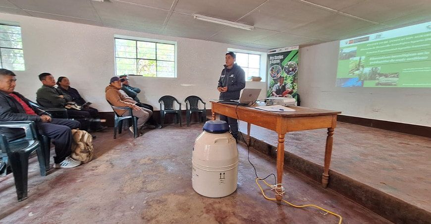 INIA transfiere pajillas de semen de ganado vacuno de alta calidad a municipalidades distritales de Amazonas 