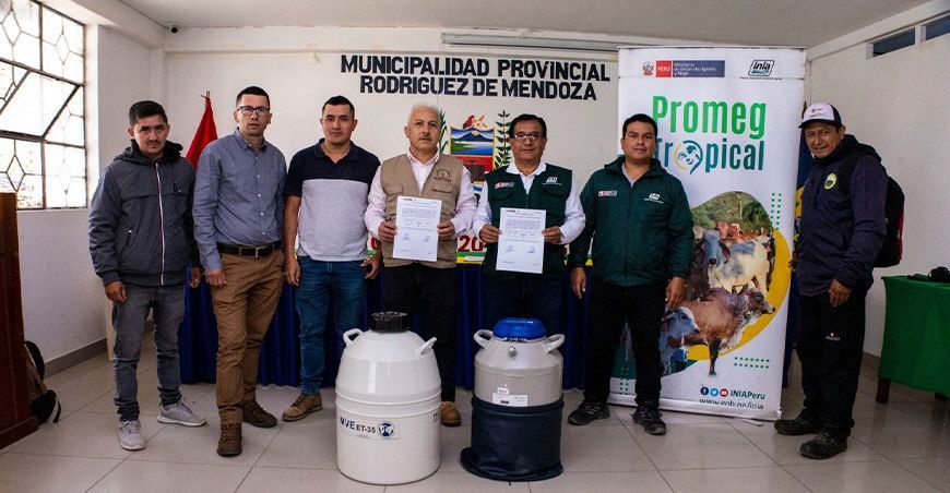 INIA transfiere pajillas de semen bovino para elevar competitividad ganadera en Rodríguez de Mendoza Amazonas Perú
