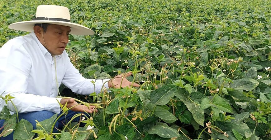 Productores instalaron 1807 hectáreas de menestras durante la campaña chica Piura Perú
