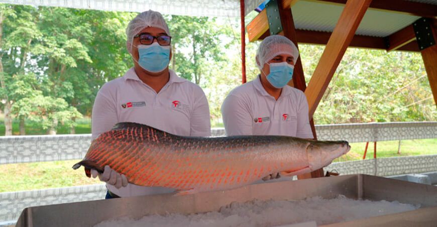 sazonador fermentado a base de vísceras de paiche ITP Perú 