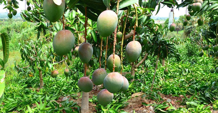 exportación de cultivo de mango Ancash Perú