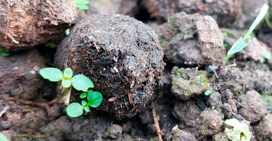 Minam empleará “bolitas reforestadoras” para recuperar zonas afectadas por incendios forestales