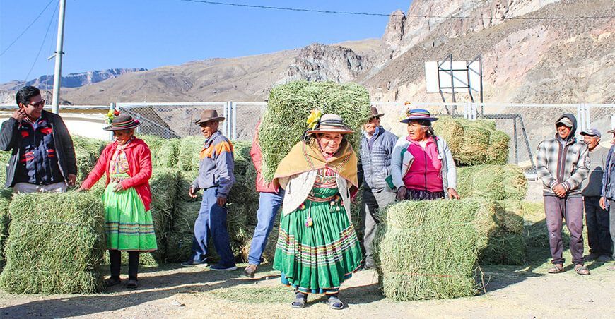 Productores recibieron insumos pecuarios tras contaminación del río Coralaque Moquegua Perú