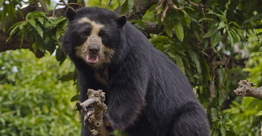 oso andino o de anteojos fauna silvestre Piura Perú Serfor