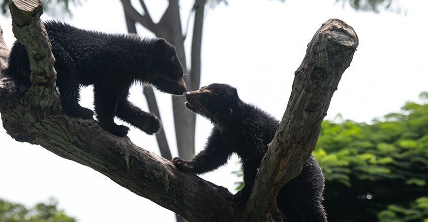 oso andino o de anteojos fauna silvestre Piura Perú Serfor
