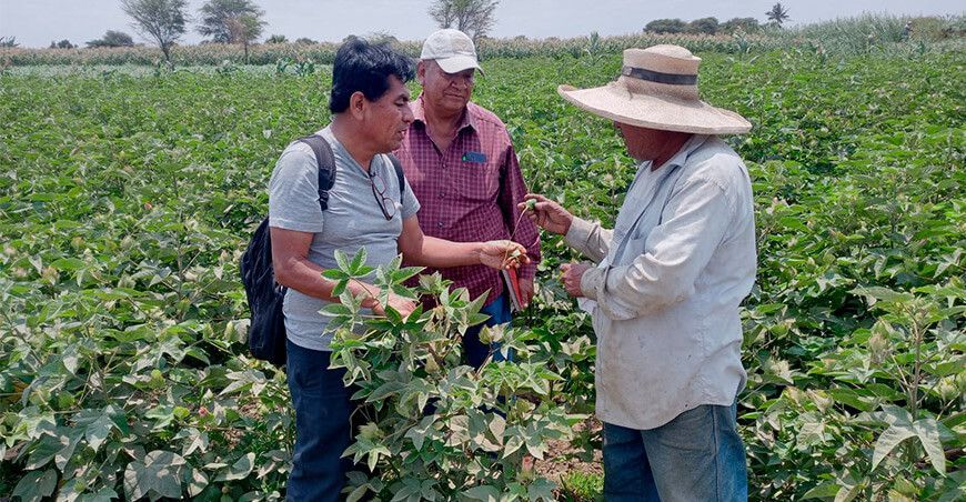 Piura cosecha de algodón