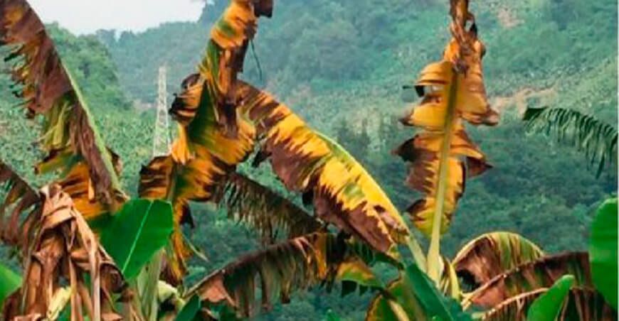 plaga Fusarium cultivo de banano Perú