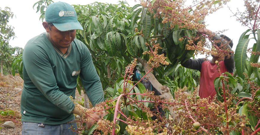 Productores de Moro realizan la poda de la primera floración del cultivo de mango Ancash Perú