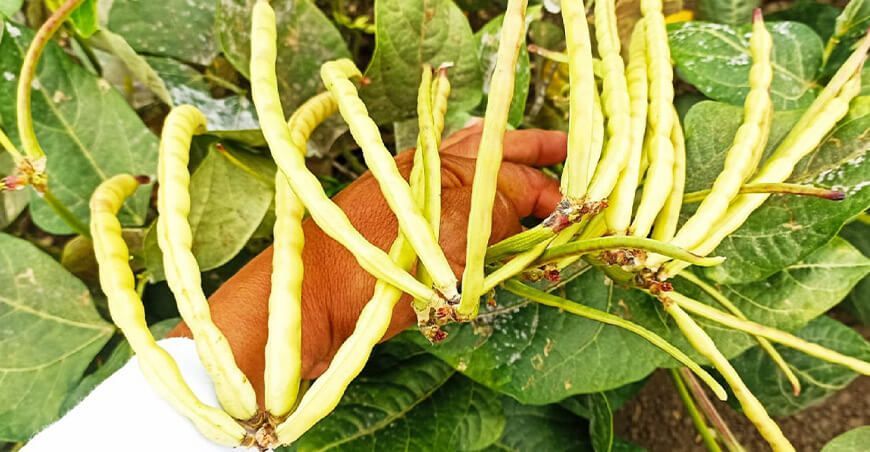 Productores instalaron 1807 hectáreas de menestras durante la campaña chica Piura Perú