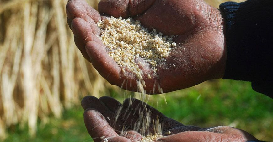 producción y exportación de quinua Perú