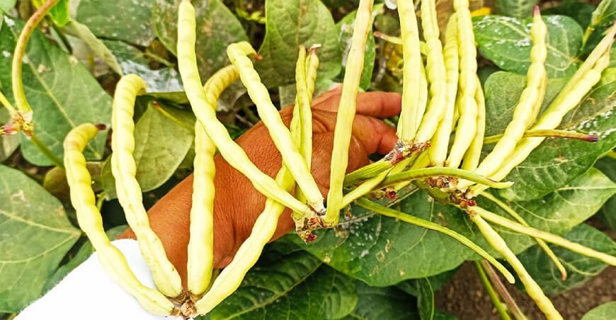 Producción de cultivo de frijol Piura Perú