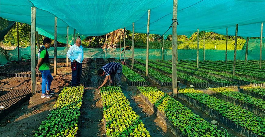 producción de plantones de café Ayacucho Perú