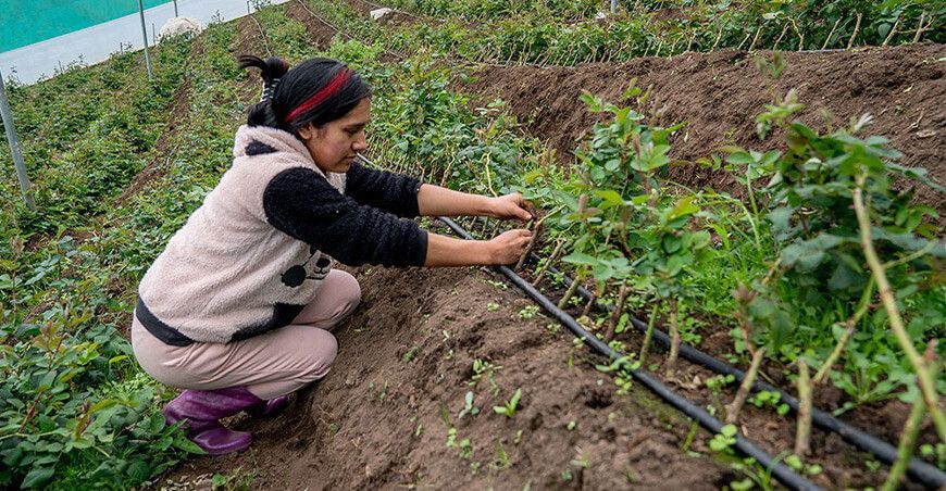 producción de plantones forestales Lambayeque Perú 