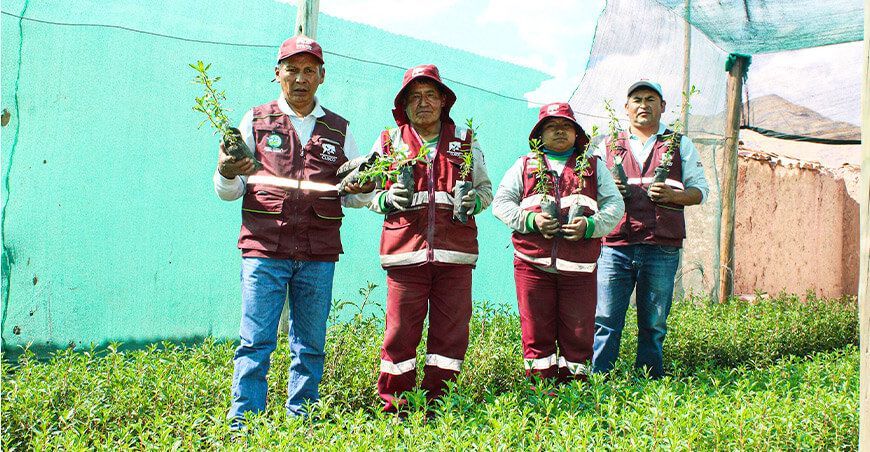 Producirán 300 000 plantones nativos para forestar 600 hectáreas en Canchis Cusco Perú