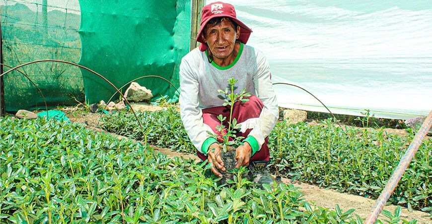 Producirán 300 000 plantones nativos para forestar 600 hectáreas en Canchis Cusco Perú
