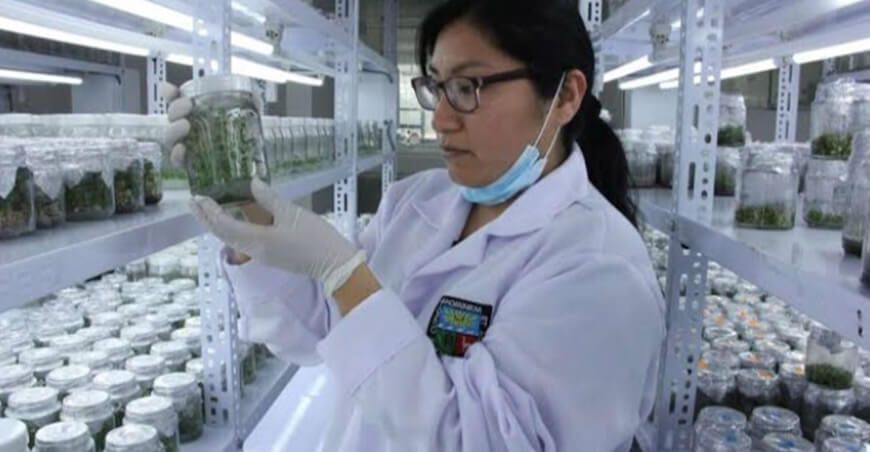 impulsar la innovación en Huancavelica Produce Perú