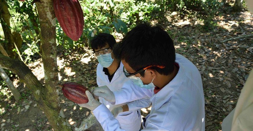 Shunco herramienta agrícola para la industria cacaotera empresas de Huánuco apoyadas por ProInnóvate Perú