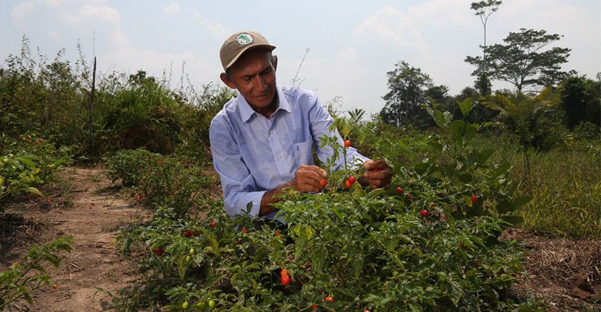 productor de cultivo de ajíes Perú 