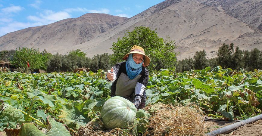 Impulsan la producción de zapallo en Algarrobal en Moquegua Perú