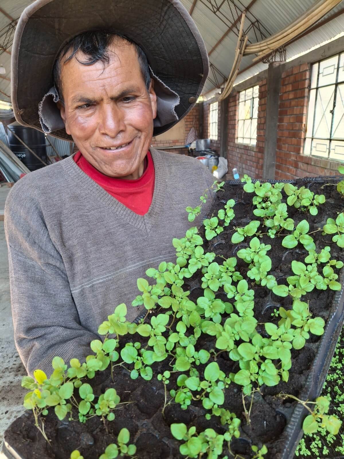 INIA instaló parcela demostrativa de papa de alta calidad en Huancamanta Junín Perú