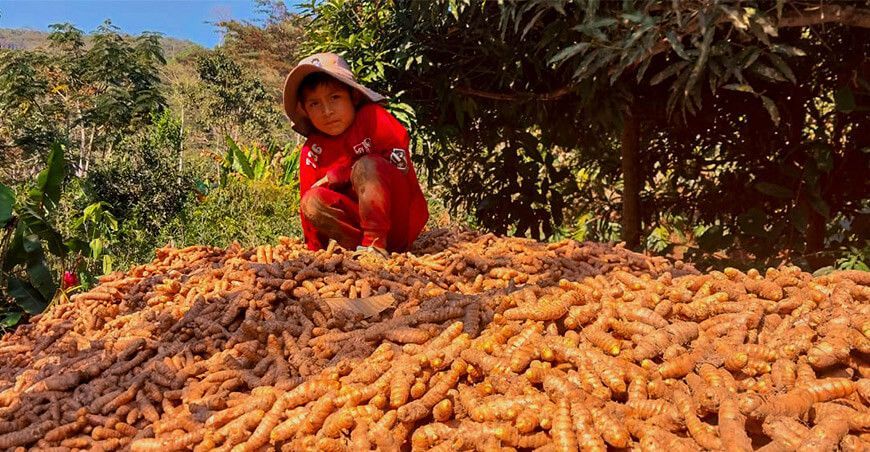 Productores de Ayacucho exportaron 22.5 toneladas de cúrcuma deshidratada