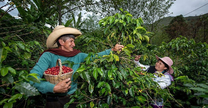 productores cosecha de café Perú
