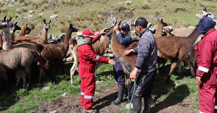 productores crianza de llamas Huancavelica Perú