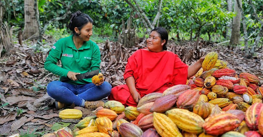 productores nativos indígenas cosechan cacao Junín Perú Devida Perú