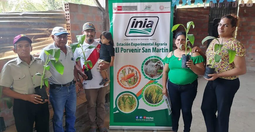 Asistencia Técnica Clínicas de Plantas productores San Martín INIA Perú