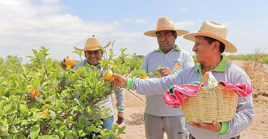 Impulsan producción de naranja en La Yarada Los Palos productores de Tacna Perú