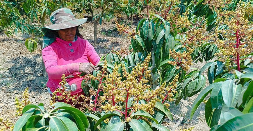 Productores de Moro realizan la poda de la primera floración del cultivo de mango Ancash Perú