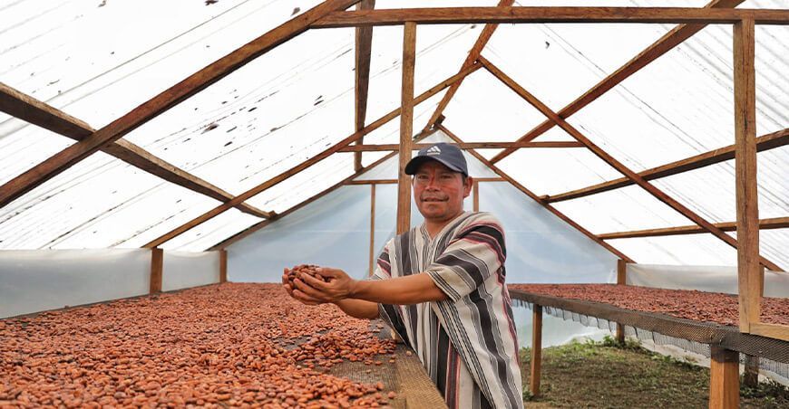 productores indígenas de Junín secado de cacao grano Junín Perú Devida