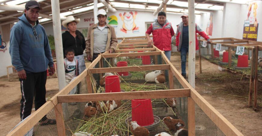 proyecto Haku Wiñay/Noa Jayatai de Foncodes impulsa crianza de cuyes productores La Libertad Perú