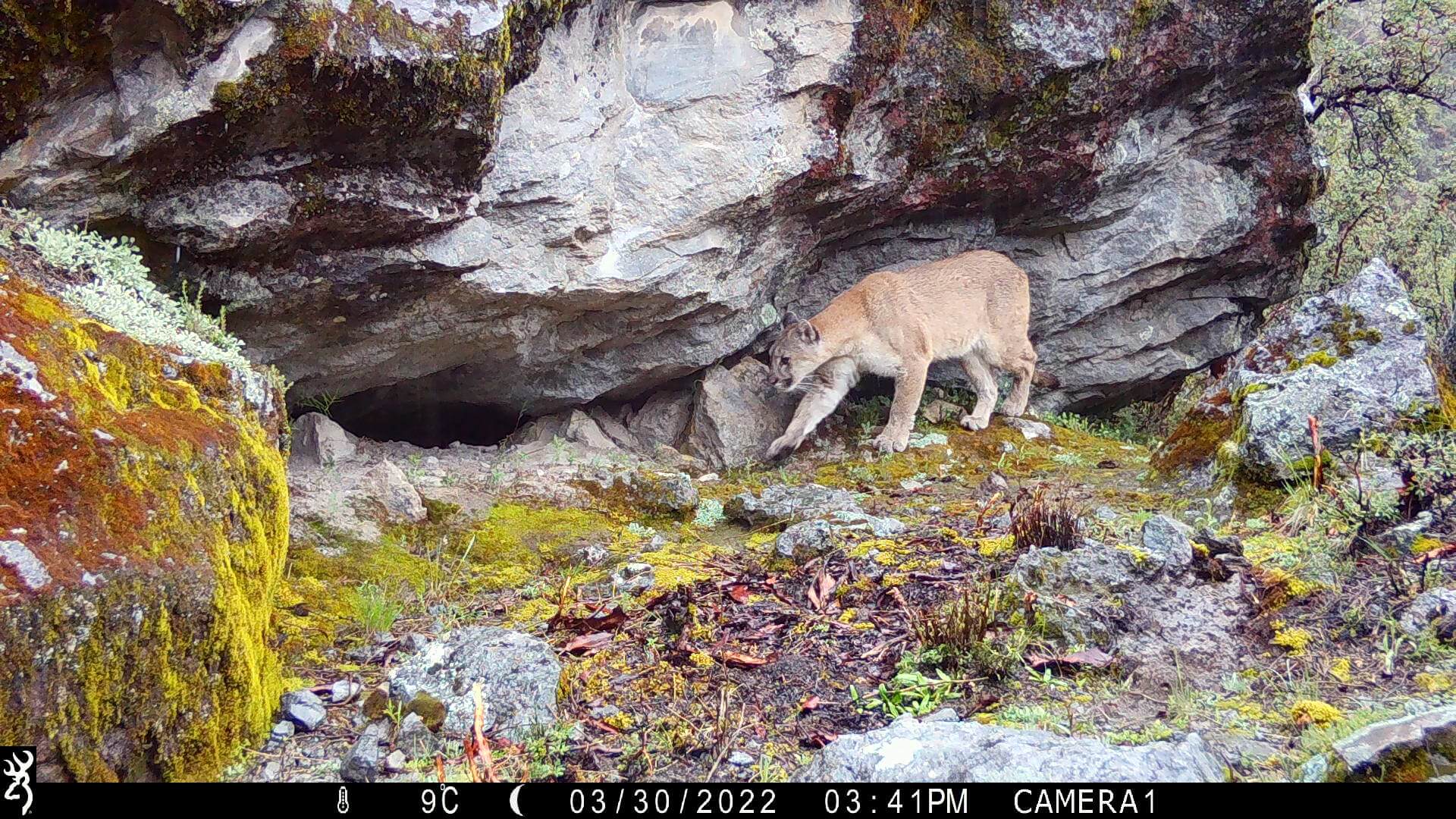 Mujeres indígenas protegen felinos silvestres en los Andes centrales del Perú
