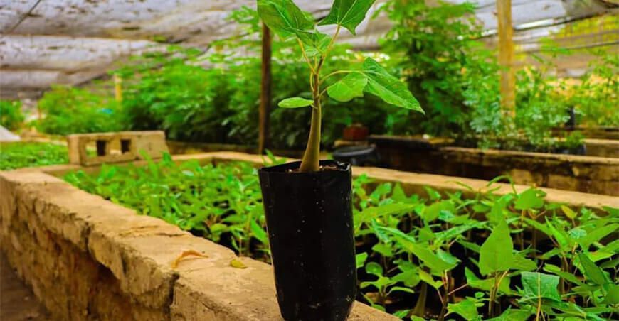 reforestación Tacna plantones papaya silvestre