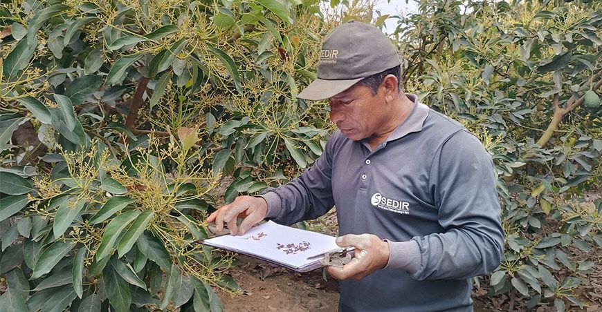 Hongo Cladosporium afecta los cultivos de palto en Moro y Nepeña en Ancash Sedir Perú