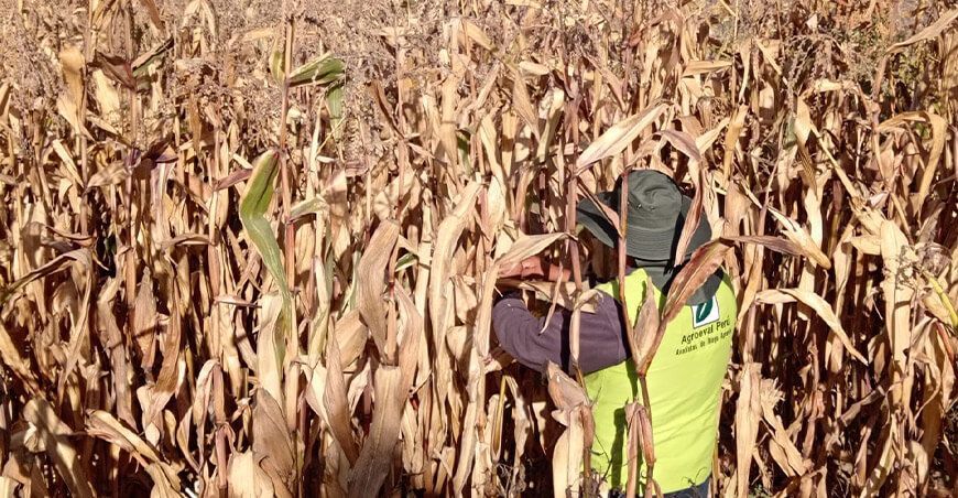 Seguro Agrícola Catastrófico indemnizó productores Arequipa Perú