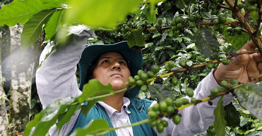 Senasa dispone acciones inmediatas para contener plaga Xylella fastidiosa cultivo de café Junín Perú