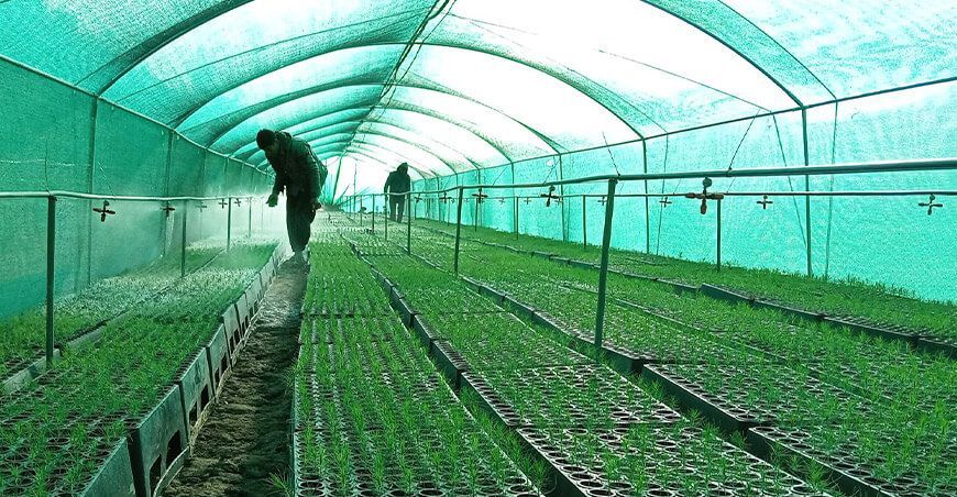 producción de plantones forestales Lambayeque Perú