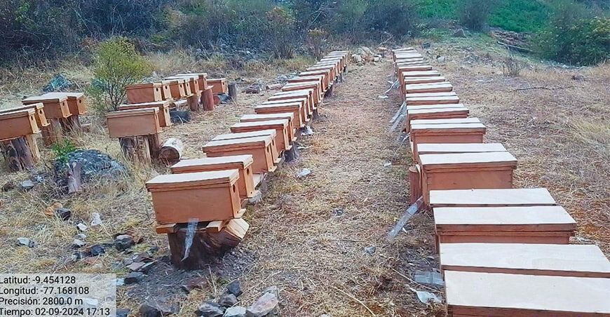 núcleos de abejas a productores apícolas de Piscobamba Ancash