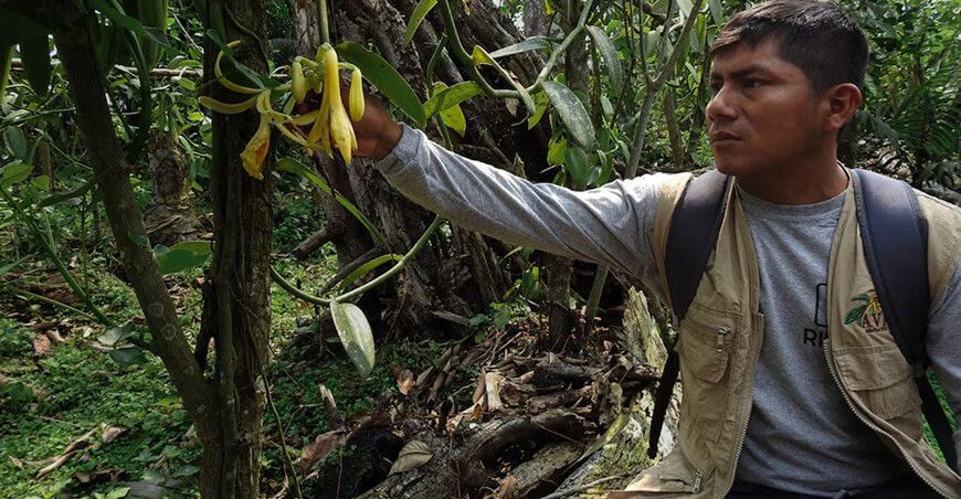 el rescate de la vainilla amazónica por los awajún en Alto Mayo Perú