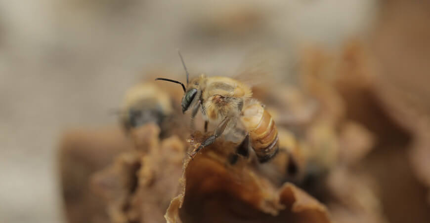 Abejas sin aguijón, clave para la conservación de la biodiversidad y la seguridad alimentaria Perú Minam