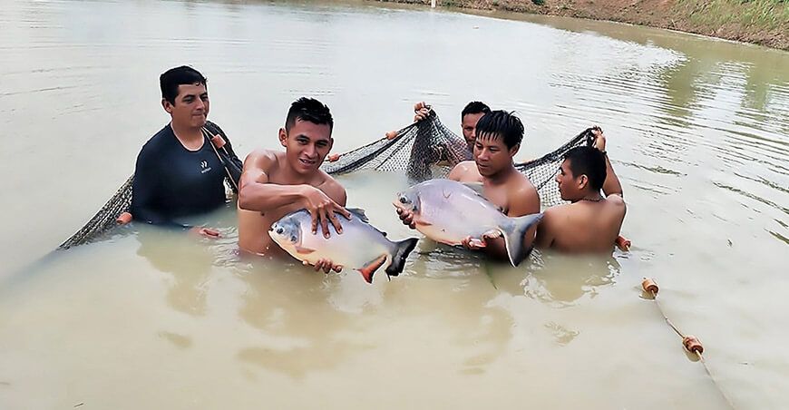 crianza de tilapia San Martín Perú