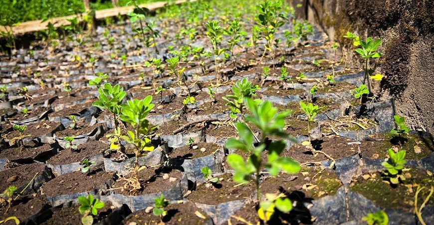 programa Agro Rural instalará plantones forestales en nueve regiones Perú