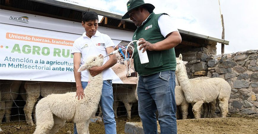 Agro Rural kist veterinarios dosificación alpacas Perú